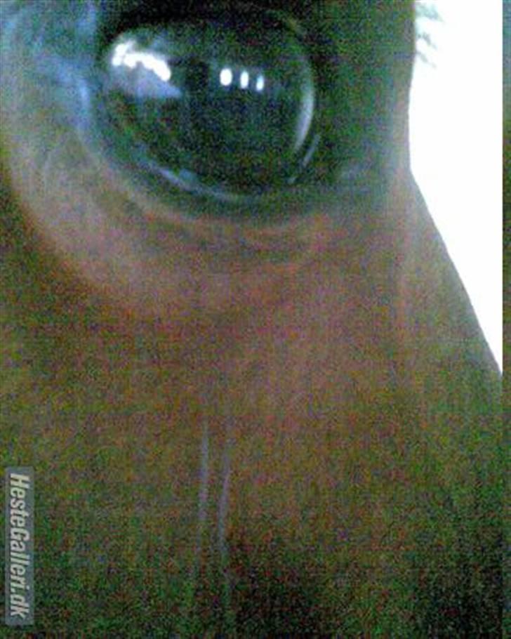 Anden særlig race Trixi - hendes smukke øje billede 14