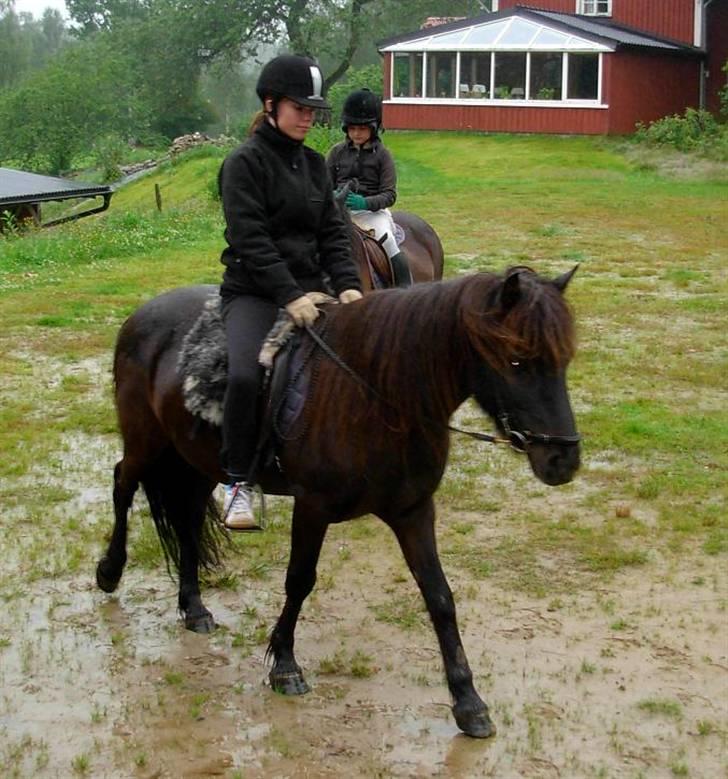 Islænder Mannblendinn från Näs - Christine på Lyra och Katja och Manne på ridbanan. billede 4