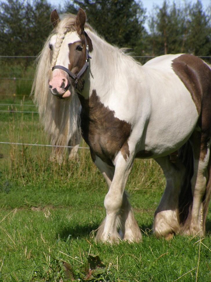 Irish Cob Welsh Warrior AVLSHINGST billede 10