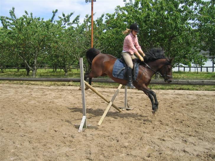 New Forest Elmholts Odessa SOLGT - Vi prøver da:p billede 15