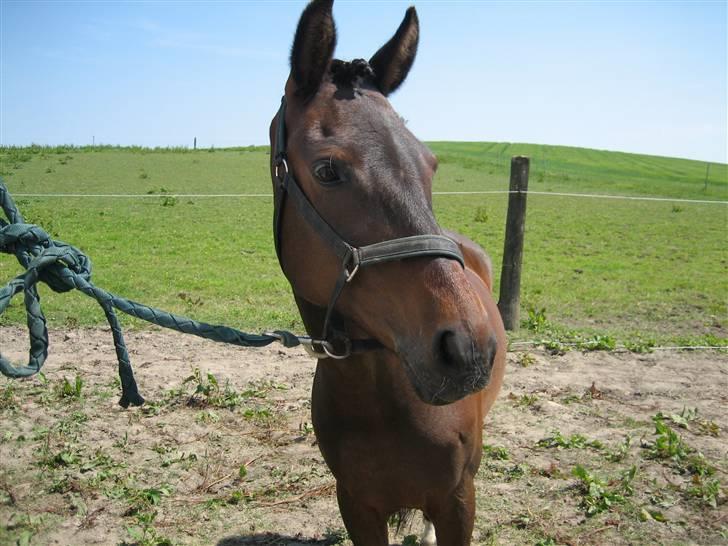 New Forest Elmholts Odessa SOLGT billede 16