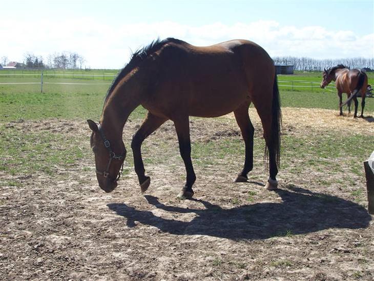 {{currentPhoto.altText}} billede {{currentPhoto.number}}