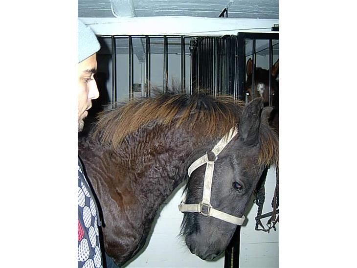 {{currentPhoto.altText}} billede {{currentPhoto.number}}