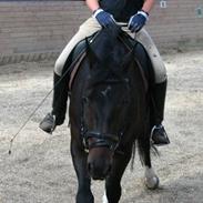 Dansk Varmblod Maximus B.