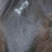 Dansk Varmblod Maximus B.