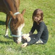Welsh Pony (sec B) Omaley