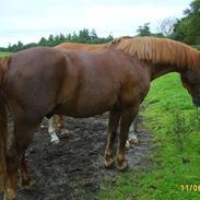 Frederiksborg zariff (solgt)