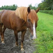 Frederiksborg zariff (solgt)