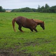 Frederiksborg zariff (solgt)