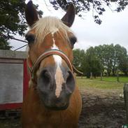 Haflinger Wendy