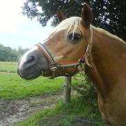 Haflinger Wendy