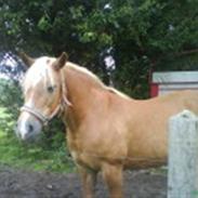 Haflinger Wendy