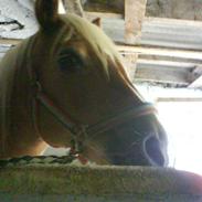 Haflinger Wendy