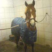 New Forest Orchid's Chiana R.I.P :'(