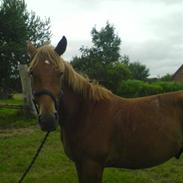 Anden særlig race MIgthy Corona