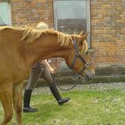 Anden særlig race MIgthy Corona