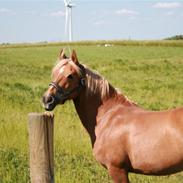 Haflinger Hope <33