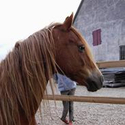 Welsh Pony af Cob-type (sec C) Åvangs Komtesse 