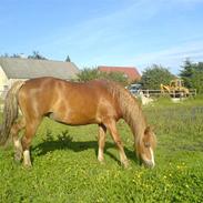 Welsh Pony af Cob-type (sec C) Åvangs Komtesse 
