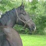 Anden særlig race Mon Cheval