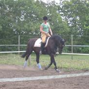 Anden særlig race Mon Cheval