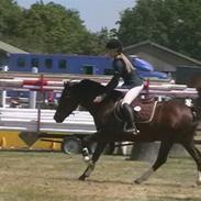 DSP Friis Mr Leonardo 