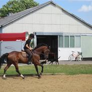 Dansk Varmblod Liberty