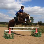 Welsh Pony af Cob-type (sec C) Menai William