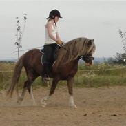 Welsh Pony af Cob-type (sec C) Menai William