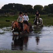 Welsh Pony af Cob-type (sec C) Menai William