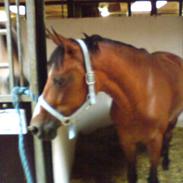 Anden særlig race Linette