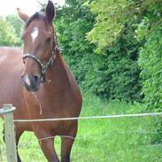 Anden særlig race Soleil