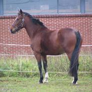 Anden særlig race Soleil