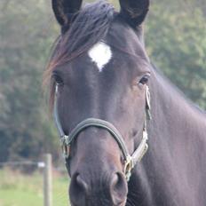 Dansk Varmblod Shania (død)