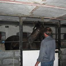 Dansk Varmblod Shania (død)