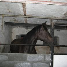 Dansk Varmblod Shania (død)