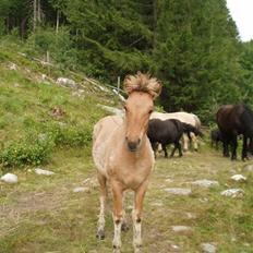 Anden særlig race Mestis