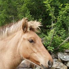 Anden særlig race Mestis