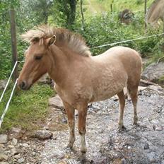 Anden særlig race Mestis