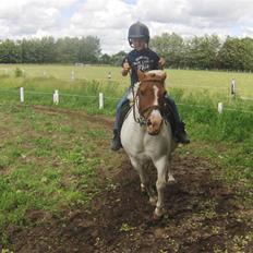 Shetlænder Asterix  (Solgt)