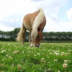 Anden særlig race Coco