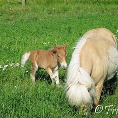 Anden særlig race Coco