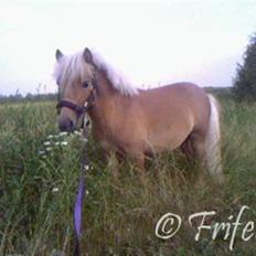 Anden særlig race Coco