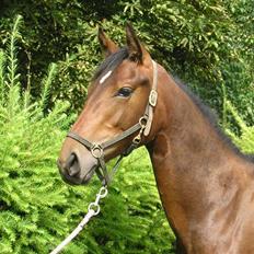 Dansk Varmblod Desaro