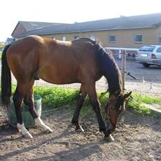 Dansk Varmblod Desaro