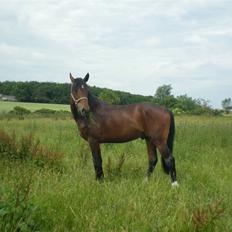 Dansk Varmblod Desaro