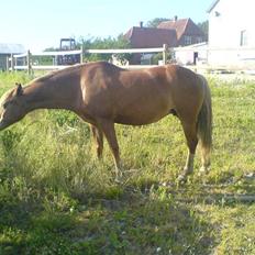 Welsh Pony af Cob-type (sec C) Åvangs Komtesse 