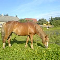 Welsh Pony af Cob-type (sec C) Åvangs Komtesse 