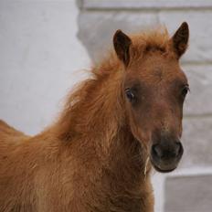 Shetlænder  munkebjergs fina(solgt)