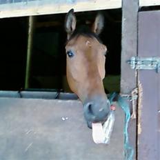 Dansk Varmblod Gørklindtgårds Flash [Tidliger hest]